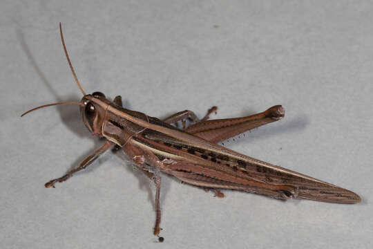 Austracris guttulosa guttulosa (Walker & F. 1870) resmi