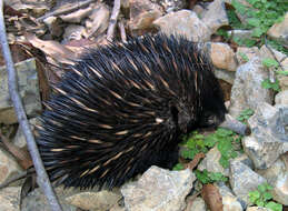 Image of Short-beaked Echidnas