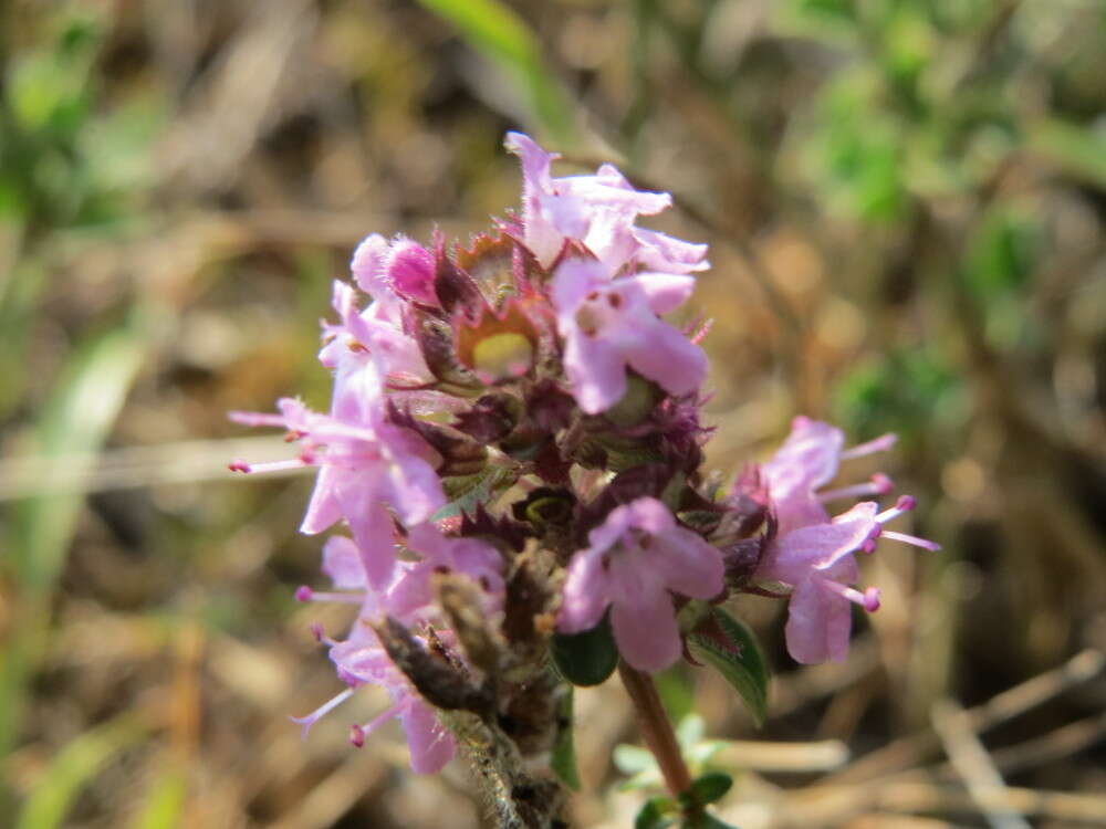 Image of breckland thyme