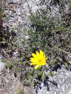 Image of Zexmenia buphtalmiflora (Lorentz) L. Ariza Espinar