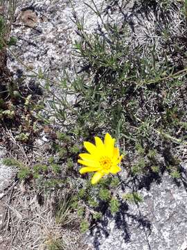 Image of Zexmenia buphtalmiflora (Lorentz) L. Ariza Espinar