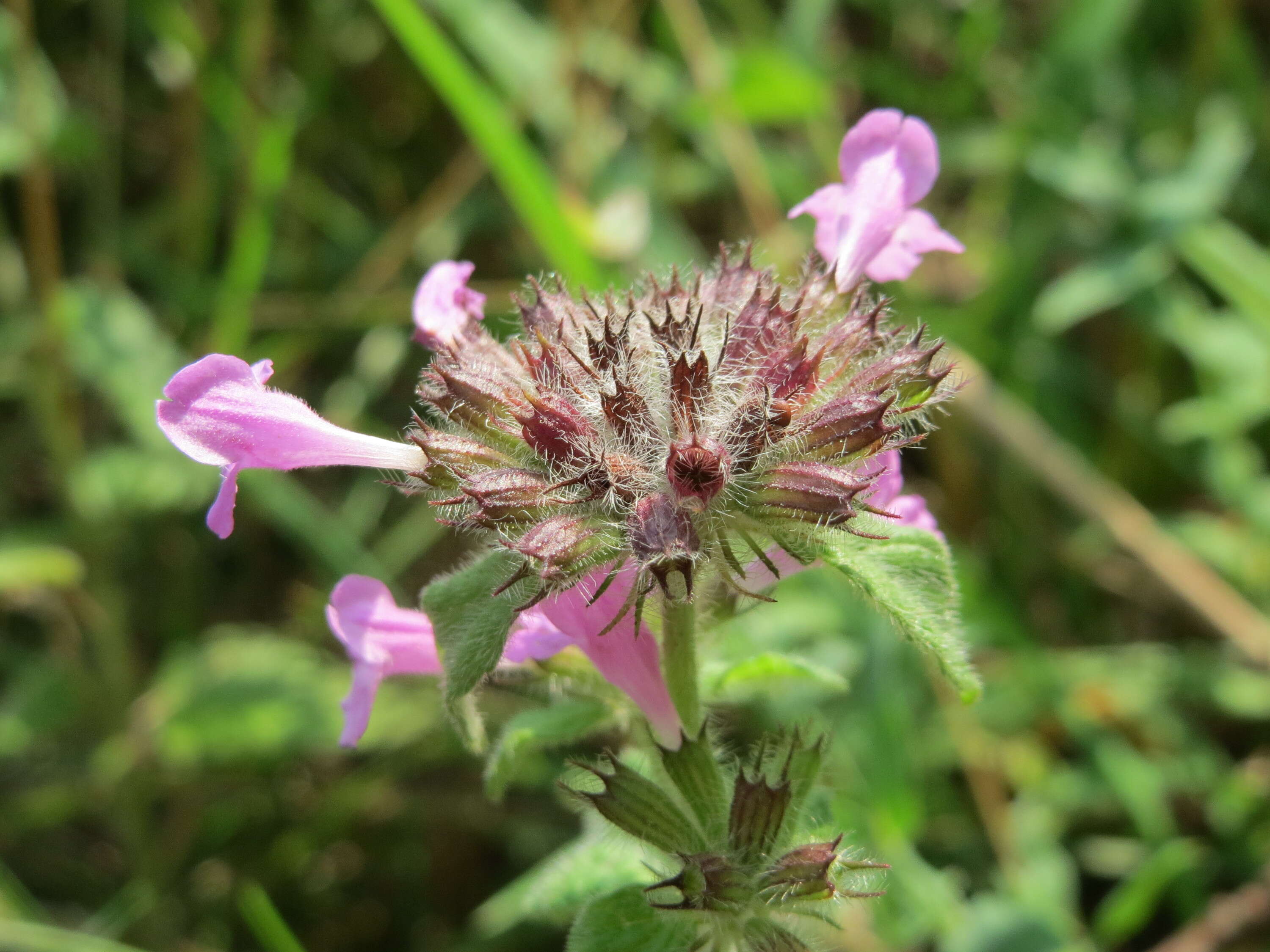 Image of wild basil