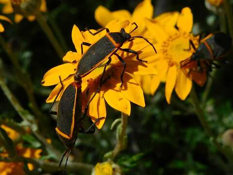 Largus californicus (Van Duzee 1923)的圖片