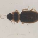 صورة Hydraena (Hydraenopsis) marginicollis Kiesenwetter 1849