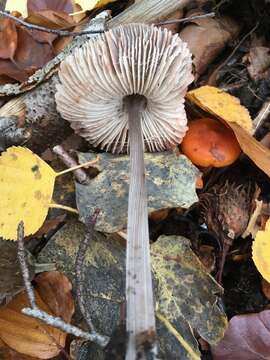 Image of Mycena polygramma (Bull.) Gray 1821