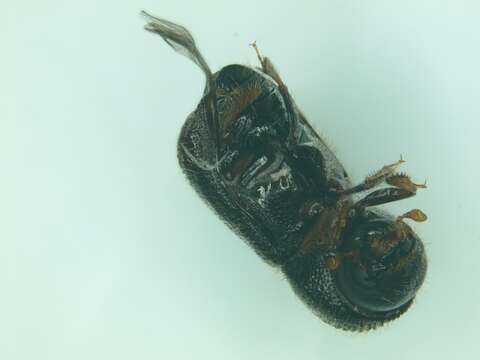 Image of Bark beetle