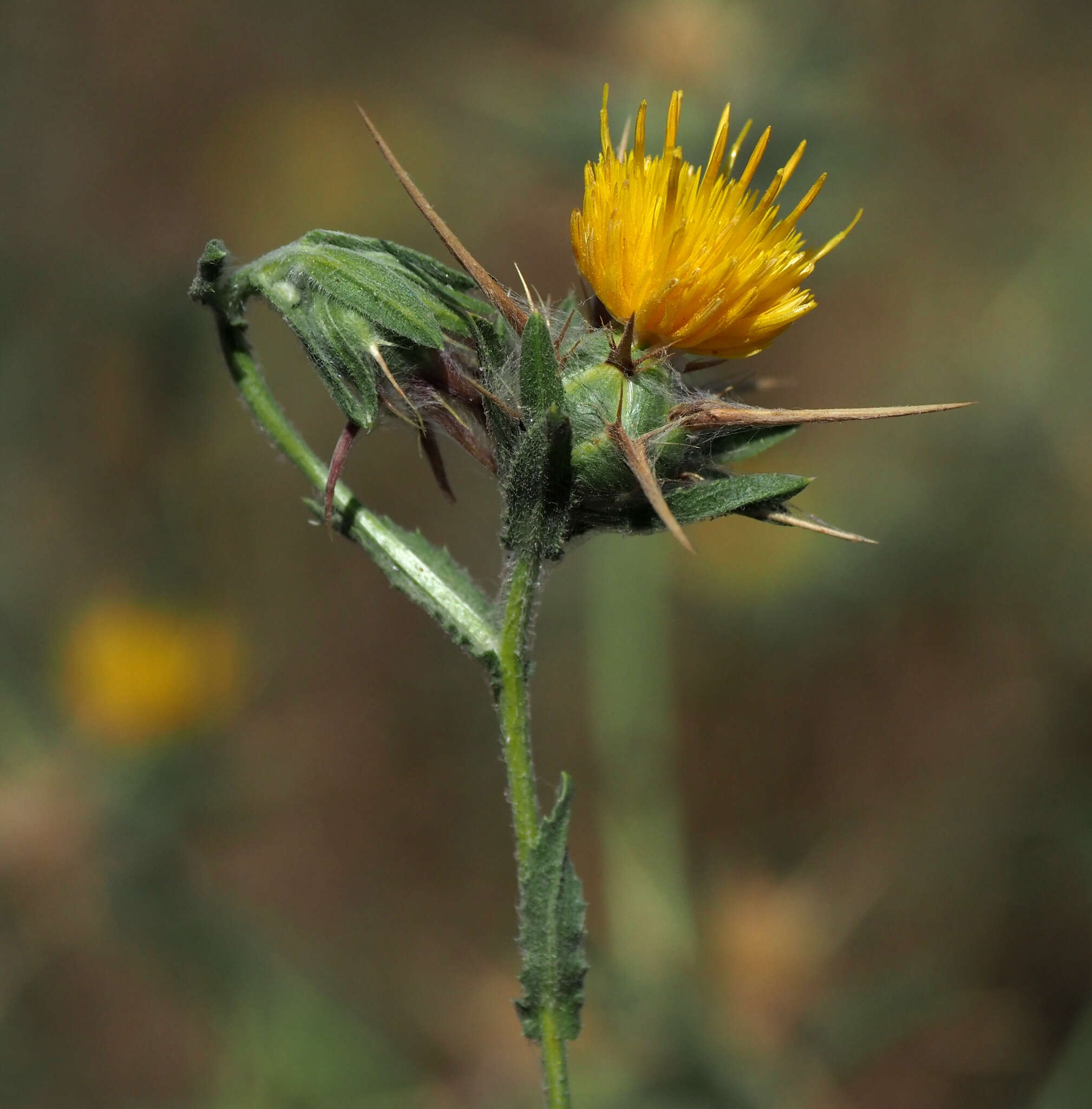 Plancia ëd Centaurea procurrens Sieb. ex Spreng.