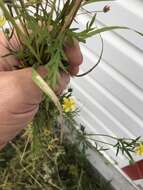 Image of staghorn cinquefoil