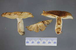 Image of Russula novae-zelandiae McNabb 1973