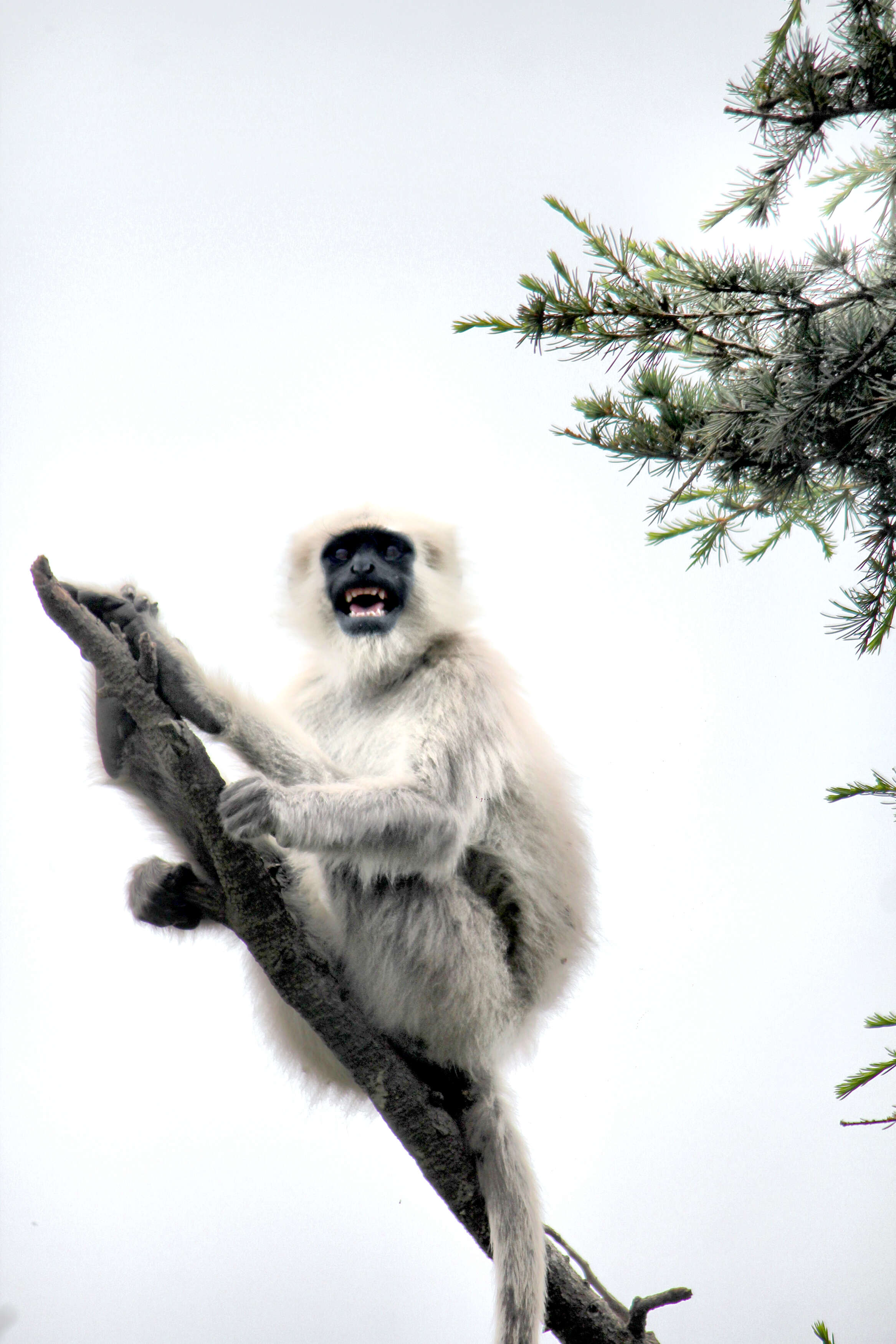 Image of Central Himalayan Langur