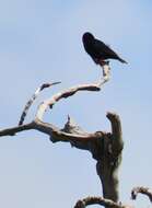 Image of Dusky Indigobird