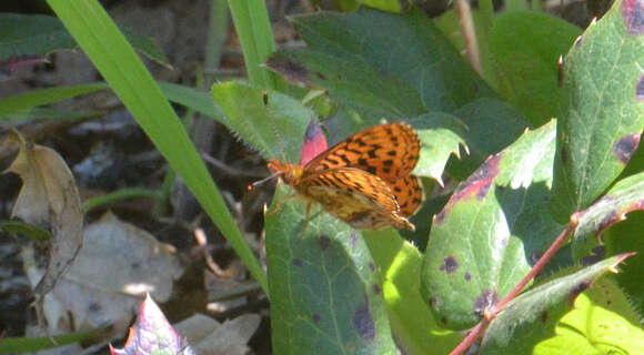 Image of Western Meadow Fritillary