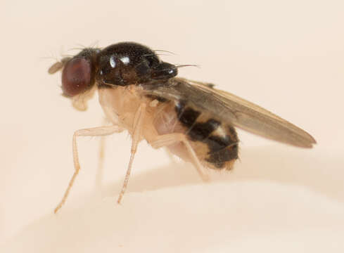 Image of Mycodrosophila stalkeri Wheeler & Takada 1963