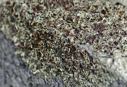Image of xanthoparmelia lichen