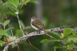 Image of Jamaican Elaenia