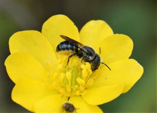 Image of Osmia georgica Cresson 1878