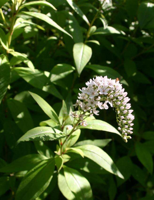 Image of gooseneck yellow loosestrife