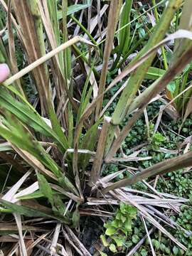 Image of Red-Top Cut-Throat Grass