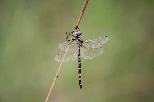 Image of Yellow-spotted Emerald