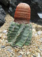 Image of Cactus