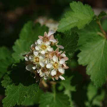 Image of mountain ninebark