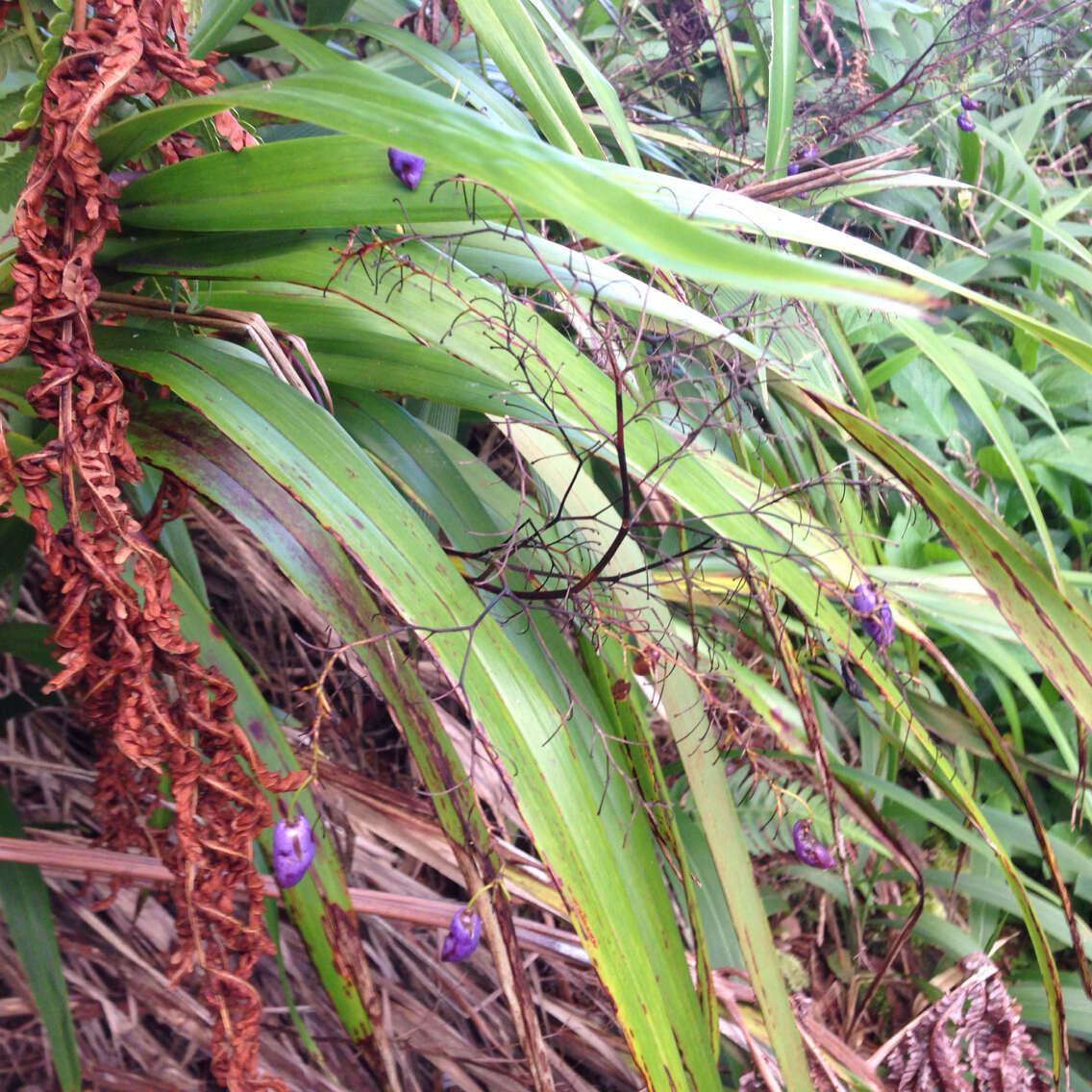 Plancia ëd Dianella sandwicensis Hook. & Arn.