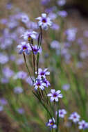 صورة Sisyrinchium platense I. M. Johnst.