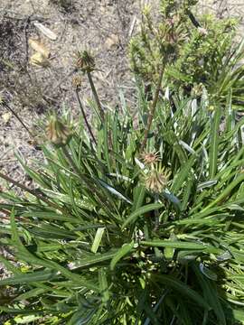 Image of treasure-flower