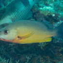 Image of Papuan snapper