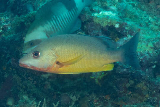 Слика од Lutjanus papuensis Allen, White & Erdmann 2013