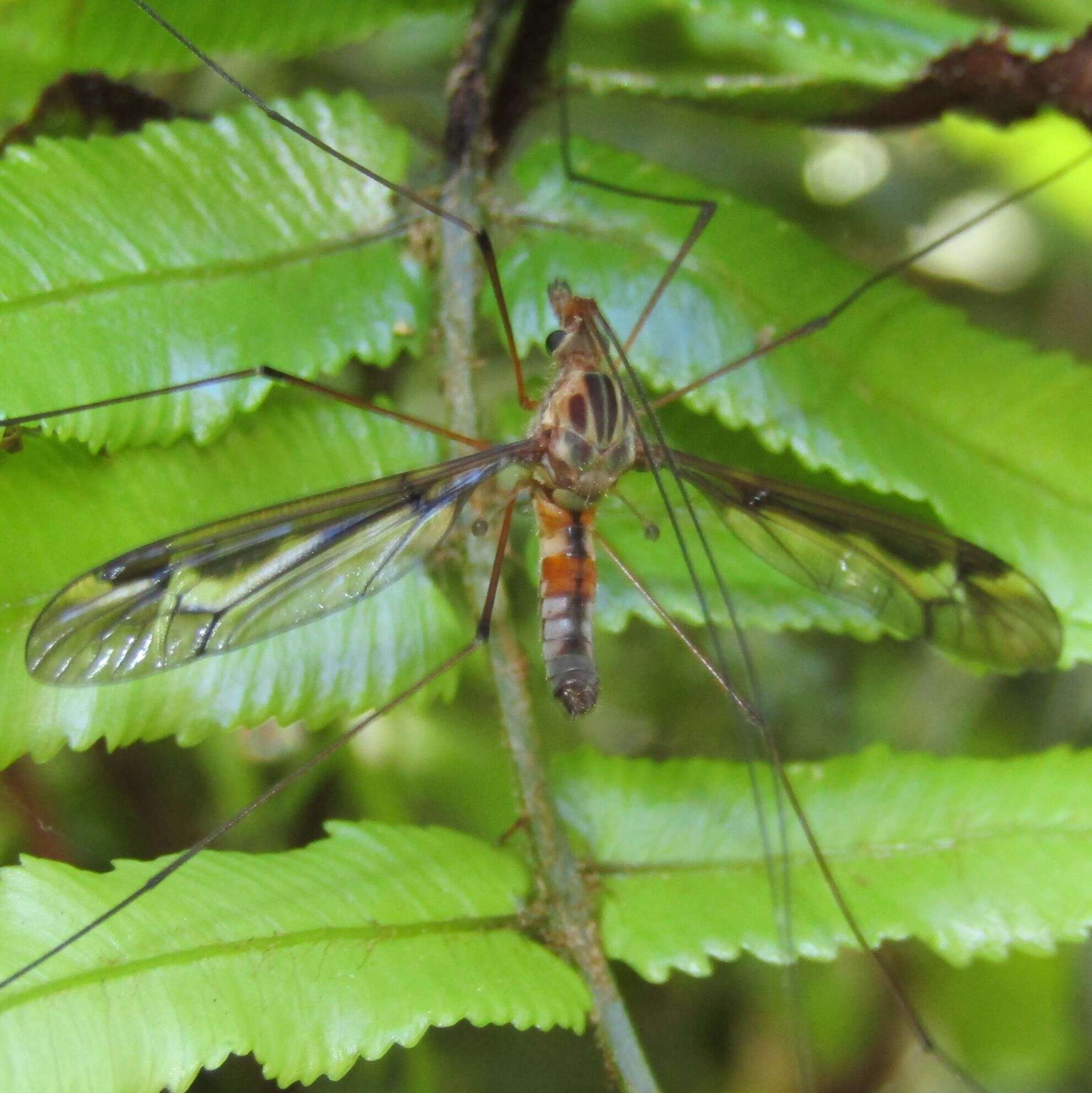 Image of Leptotarsus (Macromastix) lunatus (Hutton 1900)