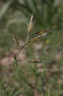 Image of Vulpiella stipoides (L.) Maire