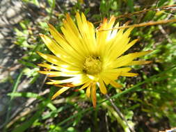 صورة Cephalophyllum diversiphyllum (Haw.) N. E. Br.