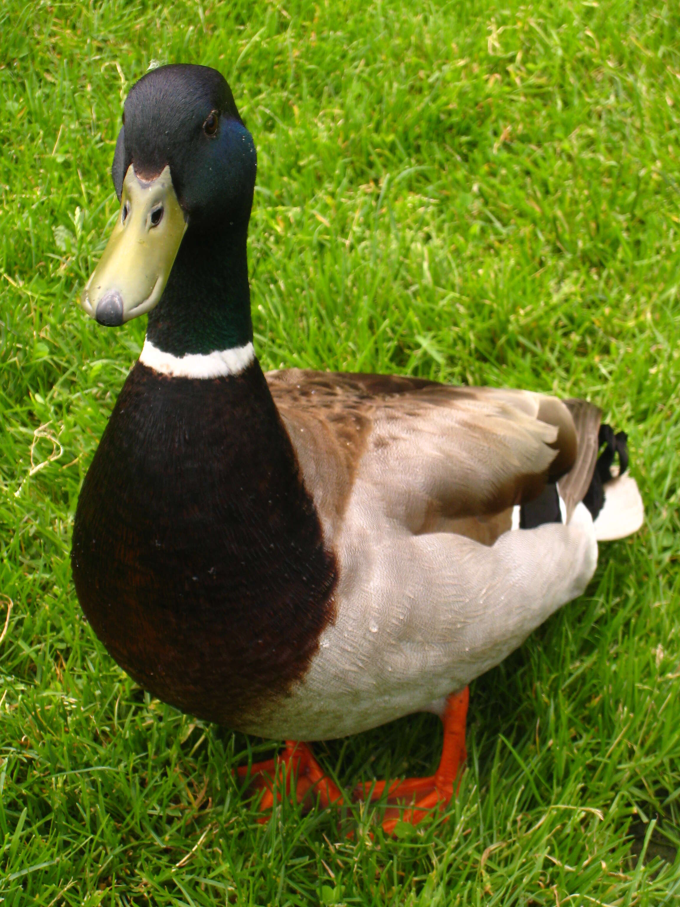 Image of Common Mallard