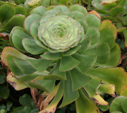 Image of saucer-plant