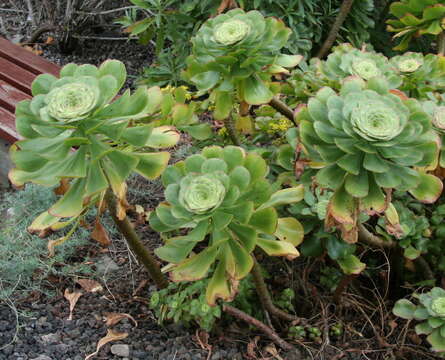 Image of saucer-plant