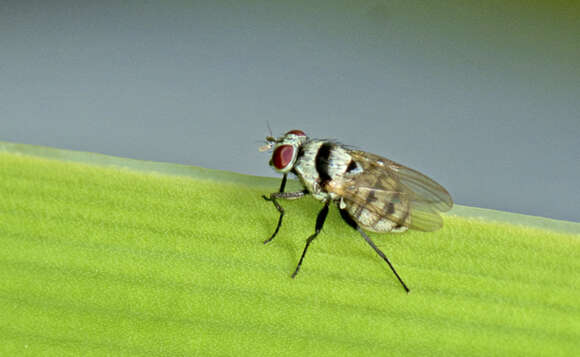 Image of Anthomyia silvestris Colless 1982