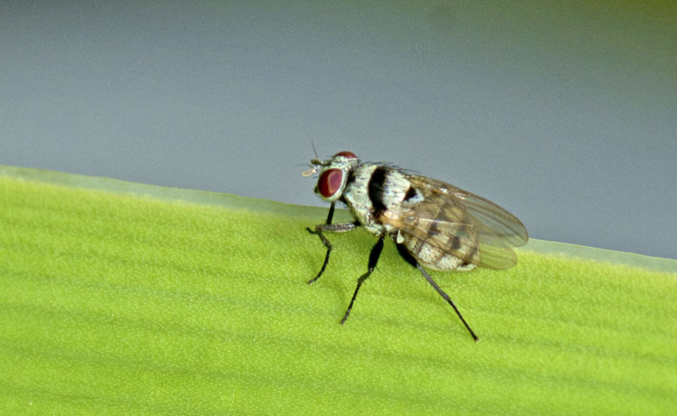 Sivun Anthomyia silvestris Colless 1982 kuva