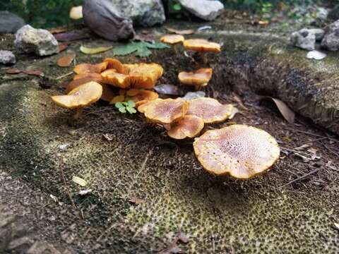 Image of Gymnopilus cyanopalmicola Guzm.-Dáv. 2006