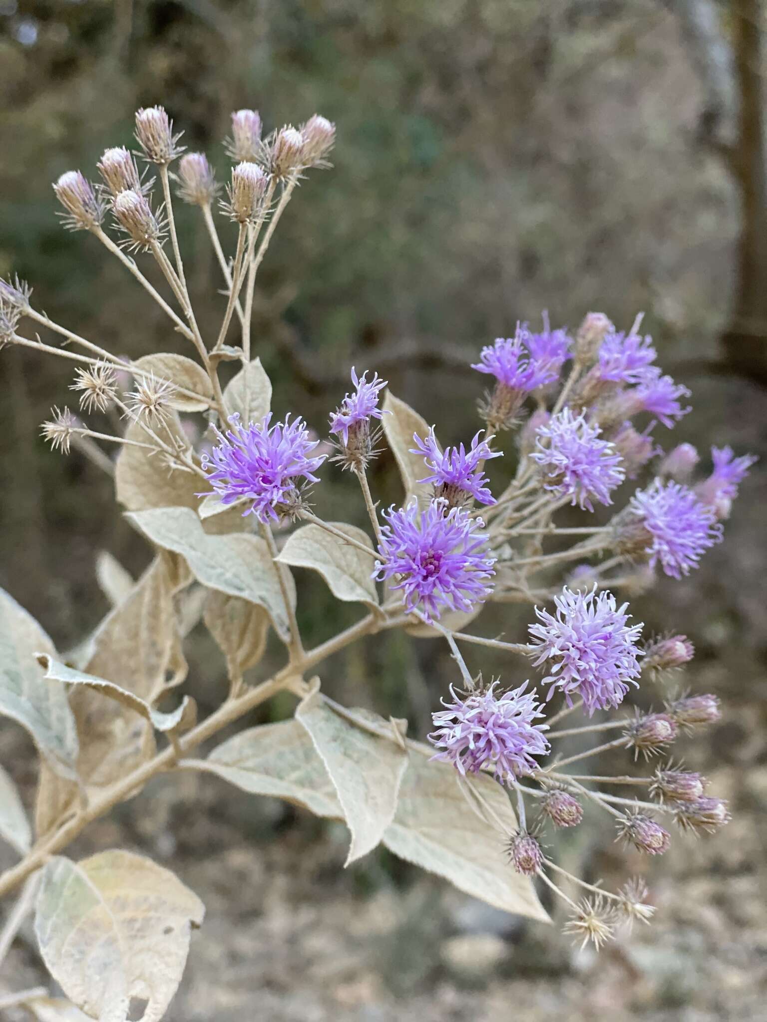 Image of Vernonia bealliae Mc Vaugh