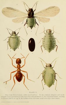 Image of Black garden ant