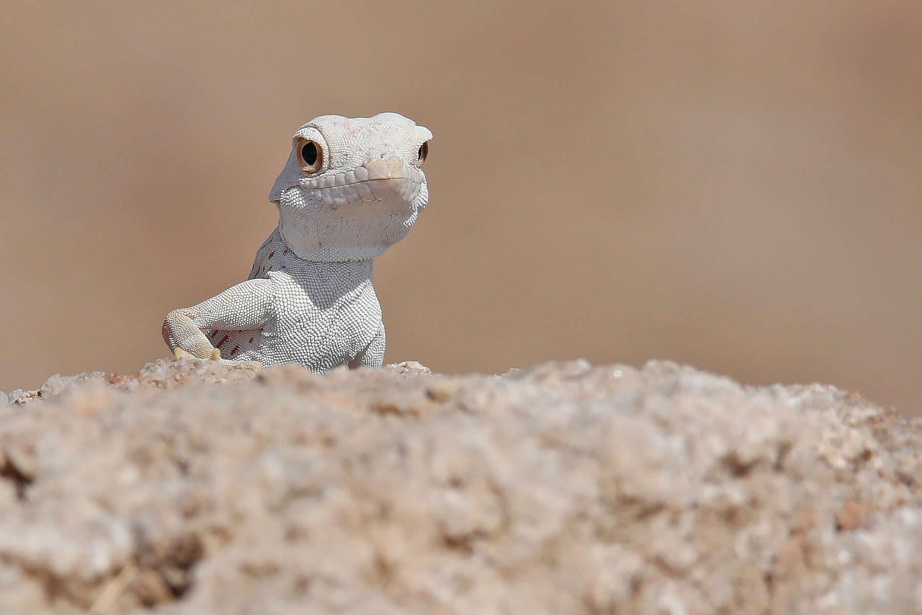 Image of Carter’s Semaphore Gecko