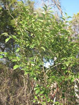 Image of glossy privet