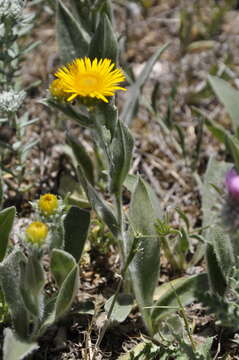 Image of Pentanema oculus-christi (L.) D. Gut. Larr., Santos-Vicente, Anderb., E. Rico & M. M. Mart. Ort.