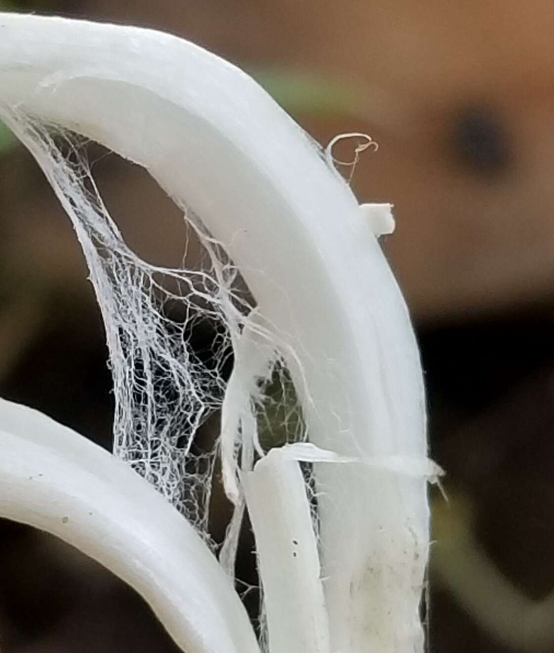 Imagem de Coprinus spadiceisporus Bogart 1976