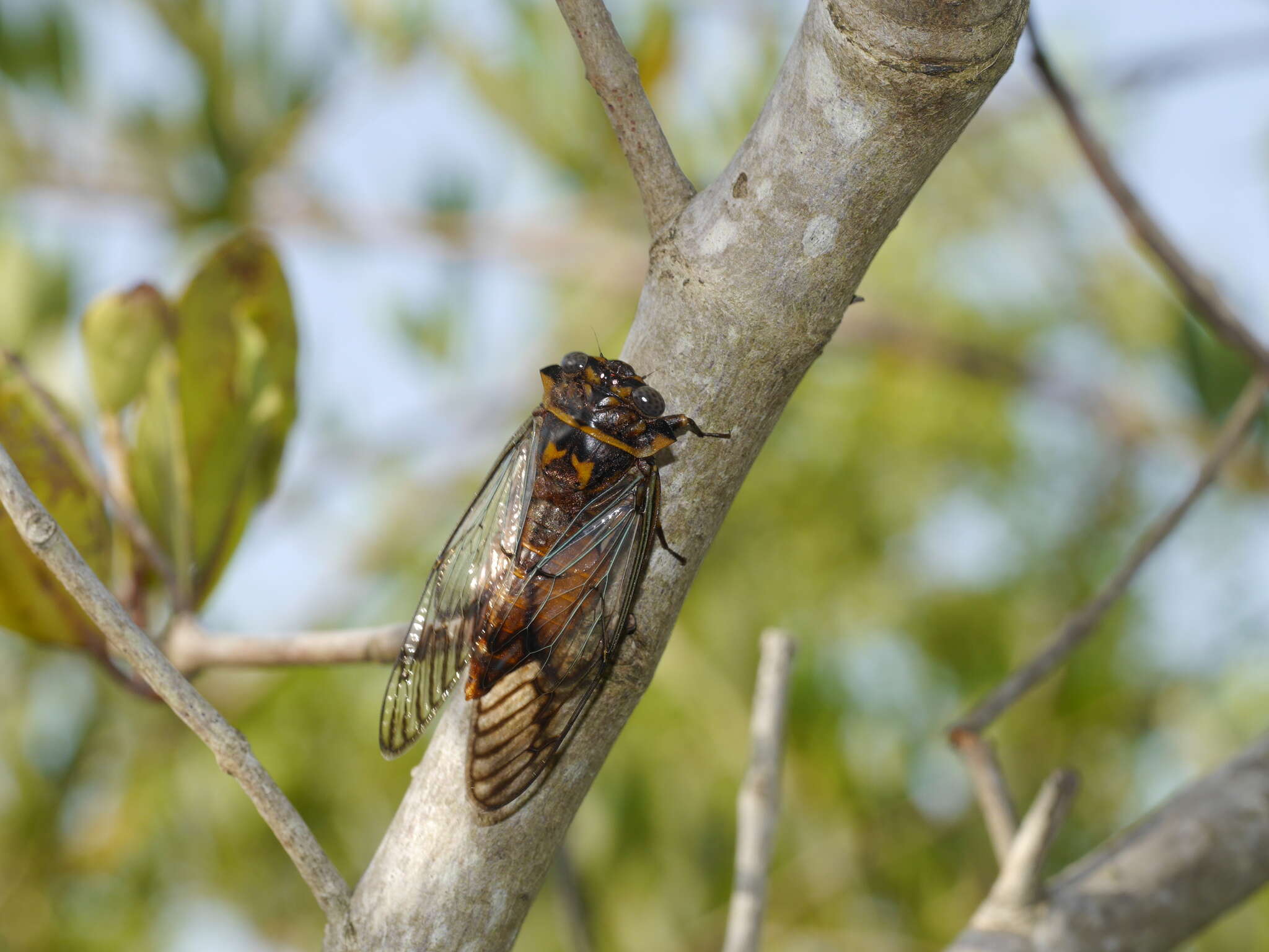 Image of Odopoea strigipennis (Walker & F. 1858)