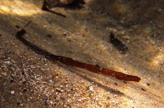 Image of Brigg's northern pipefish