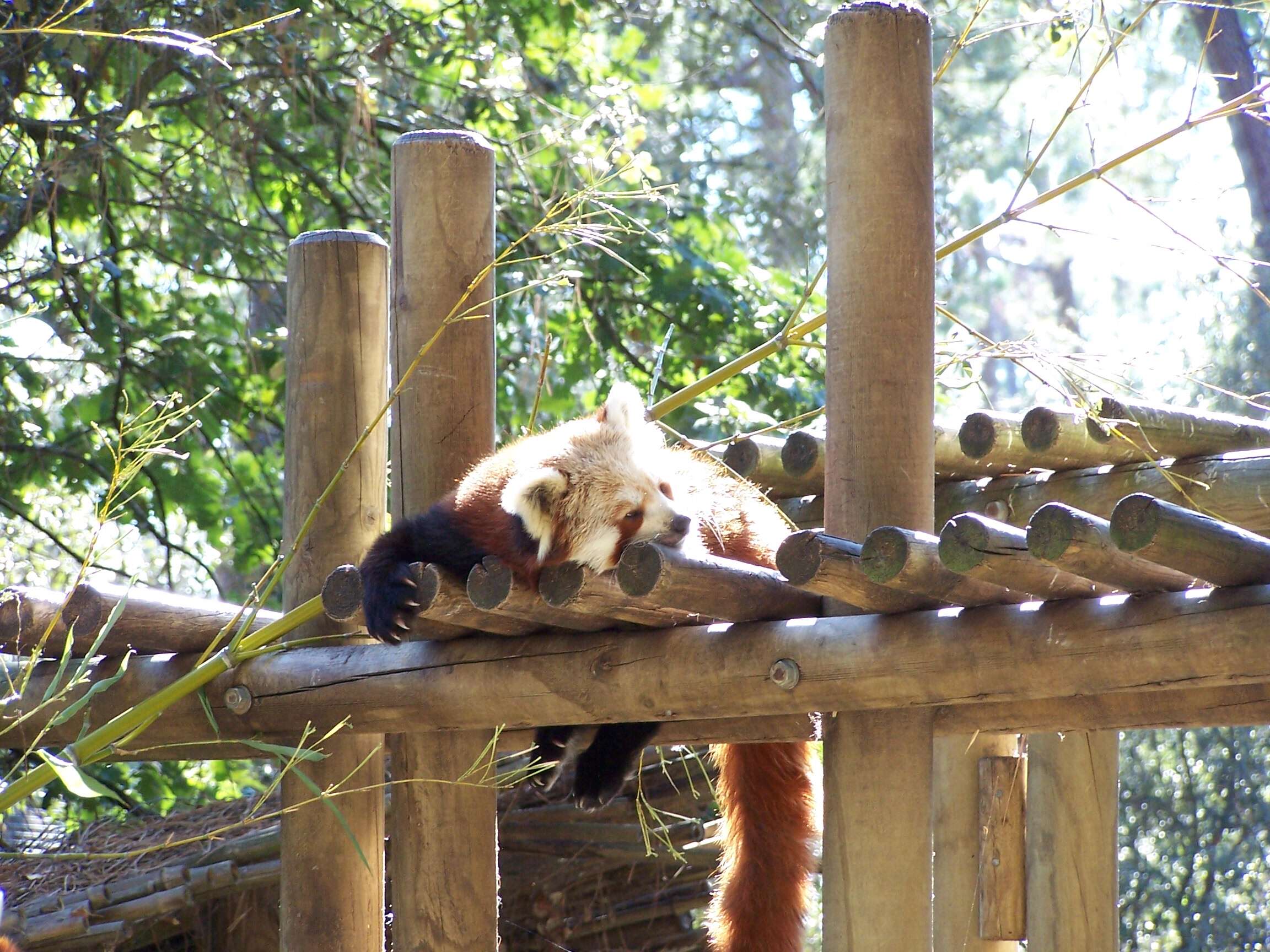 Image of red pandas