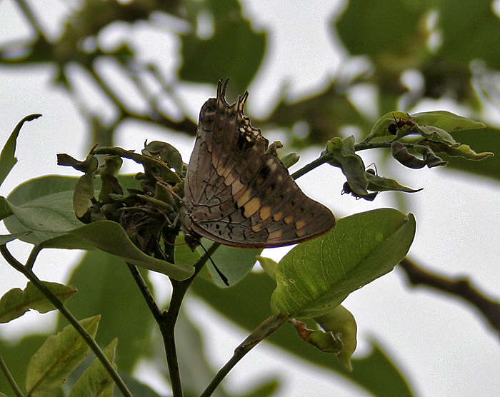 Imagem de Charaxes solon Fabricius 1793