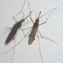 Image of Common Malaria Mosquito